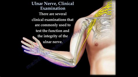 Related online courses on physioplus. Ulnar Nerve, Clinical Examination - Everything You Need To ...