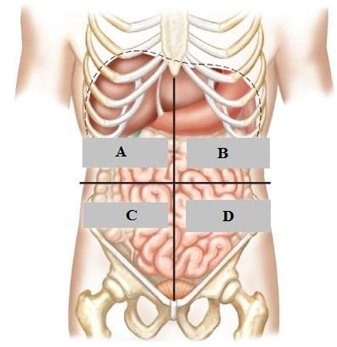 Quadrants i, ii, iii and iv. LAB - Language of Anatomy at Arizona State University ...