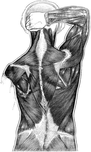 The trapezius/traps i would like to use these as reference for myself and other gym goers. Back Muscles Anatomy Drawing / A Couple Of Back Studies From Proko Anatomy Reference Anatomy Is ...