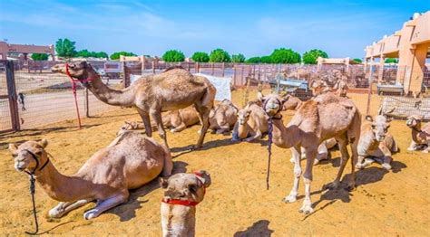 Morocco tours and things to do: Al Ain Tour | Al Ain City Tour | Al Ain Tour From Dubai