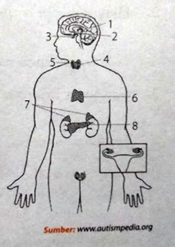 Please download files in this item to interact with them on your computer. Sebutkan nomor yang menunjukan kelenjar: (a) hipofisis (b) adrenal (c) pineal (d) timus, dan (e ...