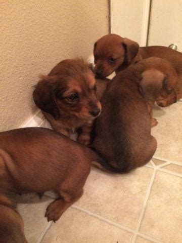 Dachshund puppies - 6 weeks old for Sale in Beaverton ...