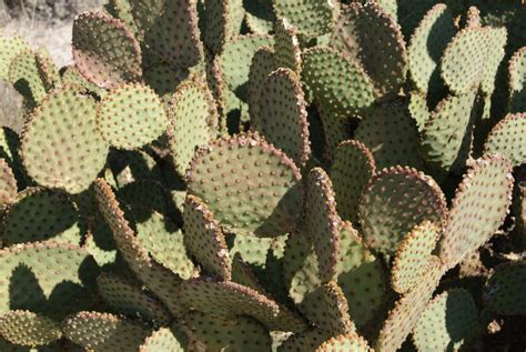 A lot of cactus species thrive indoors, but prickly pears are among the few that thrive outdoors even where temperatures are frigid and the climate is far from dry. Opuntia lubrica, Arizona prickly pear cactus, unusual