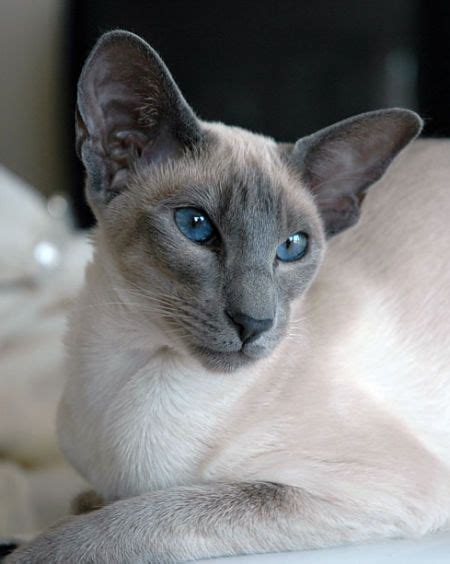 Use the search tool below and browse adoptable siamese! Blue point Siamese-looks like our Shadow.