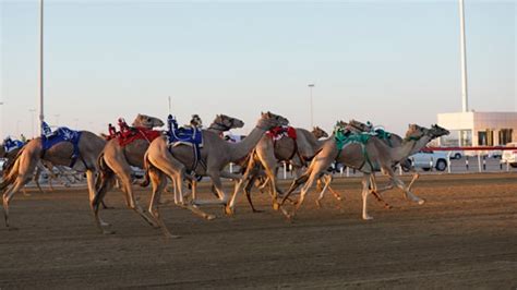 Entrance to the races is free. 15 Things To Do In Al Wathba - Insider Guide - Arabiers