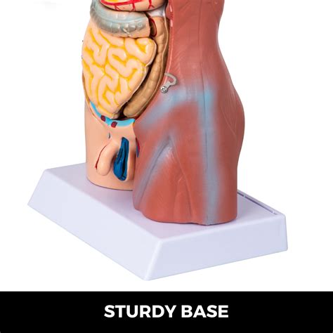 The hollow organs that make up the gi tract are the mouth, esophagus. Anatomical Anatomy Model Human 45cm High Unisex Torso ...