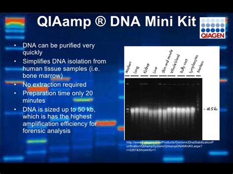 Qiagen qiaamp dna mini kit (50) for 50 dna preps: Identification Of Exhumed Remains Of Fire Tragedy Victims