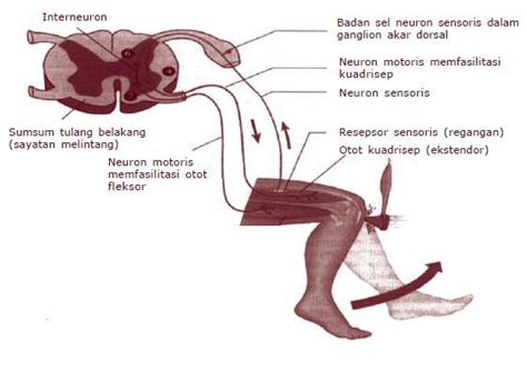 Refleks adalah respons otomatis terhadap stimulus tertentu yang menjalar pada rute yangdisebut lengkung refleks. Secangkir Hujan: Makalah Sistem Saraf