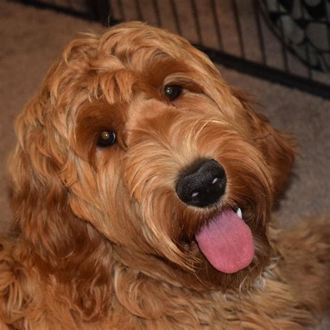 Founded just over 3 years ago, doodle rock rescue takes in abused, neglected, and abandoned doodles of all types. Texas Australian Labradoodle Philosophy | Labradoodle ...