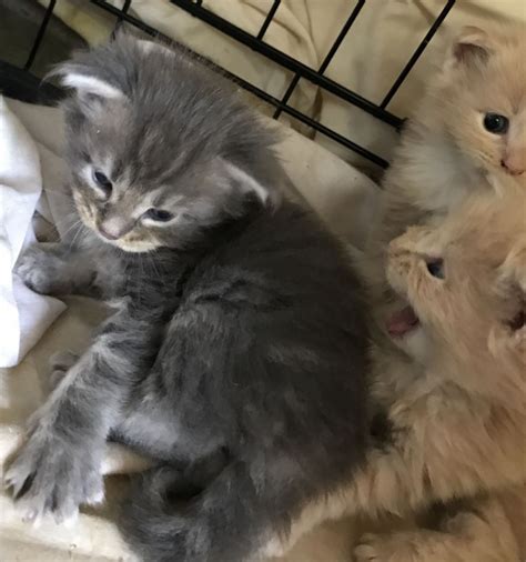 We are small breeders and our kittens are part of our family. Maine Coon Cats For Sale | Philadelphia County, PA #202548