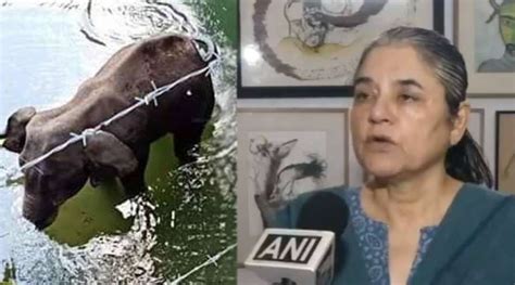 Née anand) (born 26 august 1956) is an indian politician, animal rights activist, and environmentalist. "It's murder": Maneka Gandhi flays Kerala government over ...