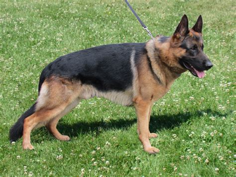 German shepherd breeders, german shepherd puppies, german shepherd puppies for sale in az, german shepherds phoenix akc german shepherd find german shepherd dogs and puppies from arizona breeders. German Shepherd puppies for sale