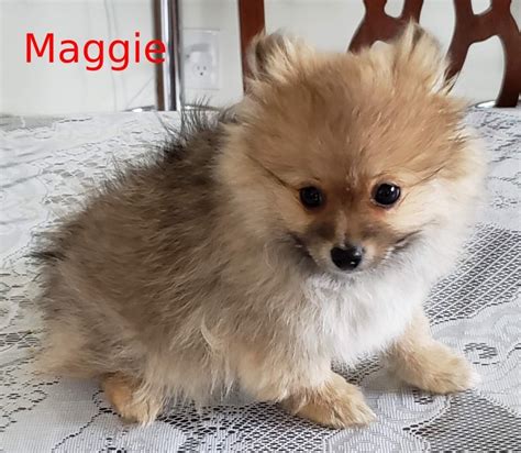 Visit us now to find the right pomeranian for you. Pomeranian Puppies - Kentwood, Michigan