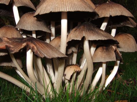 Spray sandy areas with a pesticide labeled for wasps in the spring before they emerge from the soil (usually around the last frost of the season) and in early fall when the queen. Toadstools in our lawn | Lawn, Toadstool, Stuffed mushrooms