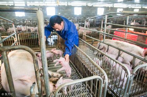 中國近日多地出現「非洲豬瘟」（african swine fever, asf）疫情。 「非洲豬瘟」目前「無藥可醫」，且首次在中國出現，作為全世界最大的生豬養殖國與豬肉消費國，這次疫情會給中國以及其他國家帶來何種影響引人關注。 科普丨非洲豬瘟發現近百年，為何至今無疫苗問世 - 每日頭條