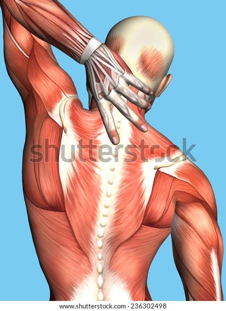 The superficial veins starts on the back of the hand as a dorsal arch. Anatomy Male Upper Back Pain Featuring Stock Illustration ...