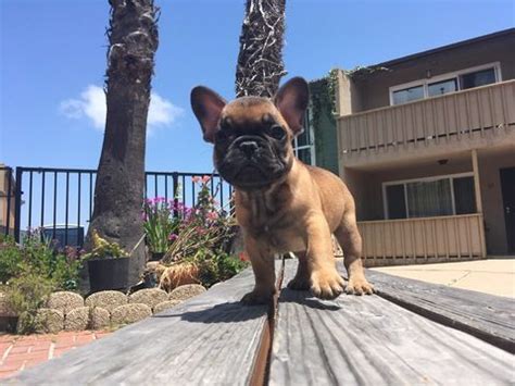 We pride ourselves on the quality care and love our french bulldog puppies receive at our open outdoor environment. French Bulldog puppy for sale in SAN DIEGO, CA. ADN-31169 ...
