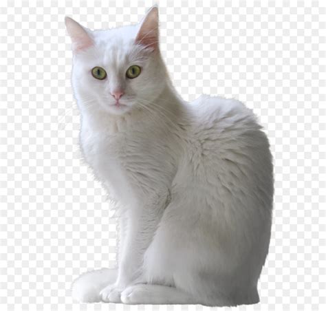 Free for commercial use no attribution required high quality images. Munchkin Cat White Background - Best Cat Wallpaper