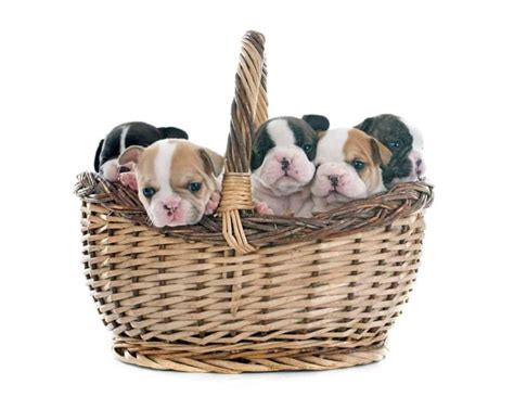 But breeding french bulldogs is not easy. How Many Puppies Do French Bulldogs Have - Predicting ...