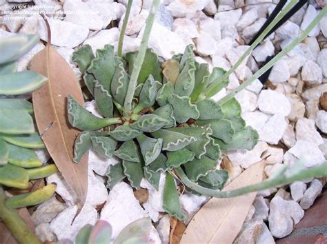 We did not find results for: PlantFiles Pictures: Crinkle Leaf Plant (Adromischus ...