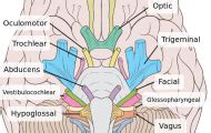 We did not find results for: Mitosis Coloring Answer Key Biology Corner + My PDF ...