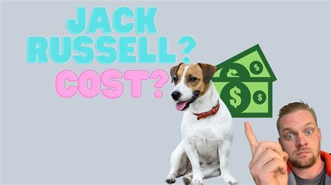 Your health care costs might go up with a jack russell senior. How Much Does It Cost To Adopt A Jack Russell Terrier ...