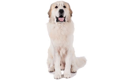 This font would look great with both holiday icons and illustrations. Great pyrenees download free clip art with a transparent ...