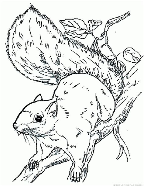 Check out the blog post for fun facts about the squirrel. Squirrel Coloring Pages - Part 2