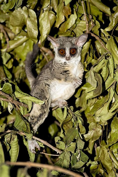 Galago moholi adh4 mrna, partial cds. Mohol bushbaby - Stock Image - C015/6487 - Science Photo ...