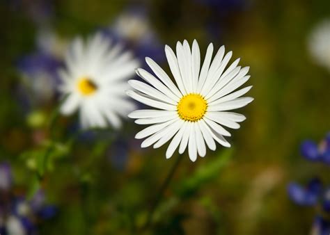 It grows 12 inches tall and 2 to 3 feet wide and is also a prolific bloomer. Summer Flower