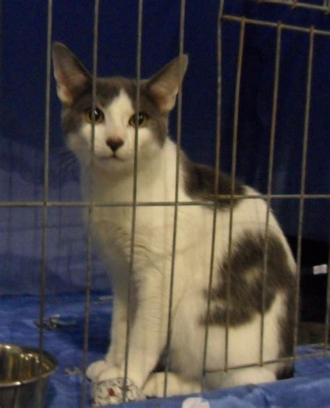 As a valued family member of the cat fancy, your safety and well being are cfa's top priority. Photos of 2010 Bermuda Cat Fanciers Association Show at BAA