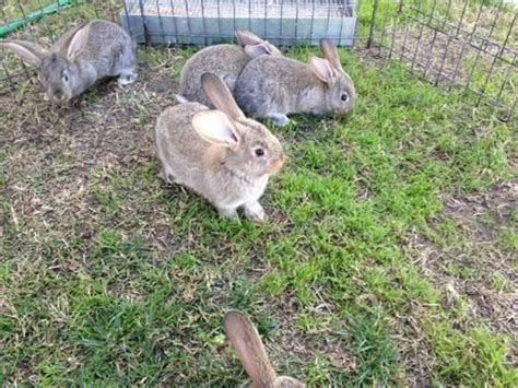 Our breeding focus is calm and friendly personalities, low maintenance, and gentle rabbits. Flemish Giant Bunnies - XXL Rabbit Babies - Large Bunny Rabbits ()() for Sale in Garden Grove ...