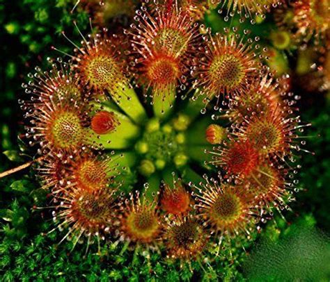 Depending on type of the plant, you might require a planter with holes for drainage. 20 Hardy Sundew Seeds - carnivorous Plant,Drosera rotundifolia