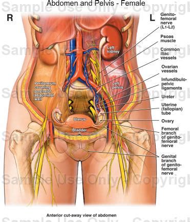 Laterally by the midaxillary line. Abdomen and Pelvis - Female - Medical Illustration, Human ...
