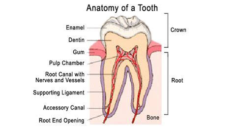 Maybe you would like to learn more about one of these? Tooth Extractions in Las Vegas & Henderson - Foutz Family ...