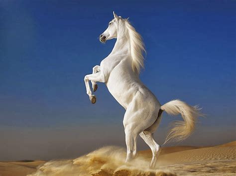 53 top seven horse wallpapers , carefully selected images for you that start with s letter. White Horse Wallpapers - beautiful desktop wallpapers 2014