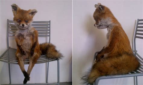 It is impossible to say exactly which types of chairs might use on or in. Meet Stoned Fox: The badly stuffed creature reborn as a ...