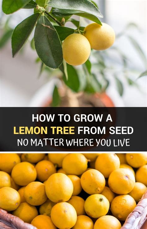 One that happens, a tree can yield a harvest consistently every year under the right. How To Grow A Lemon Tree From Seed No Matter Where You ...