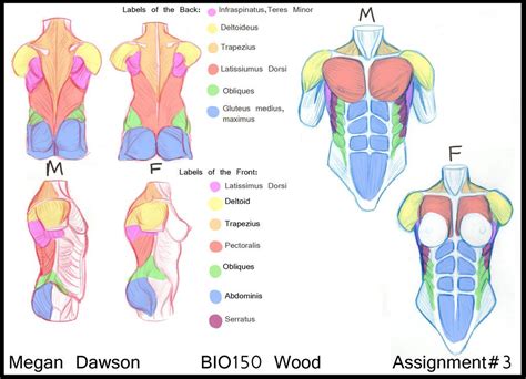 Skeleton sketch your basic structure outline. Male and Female Torsos by Pearldoor.deviantart.com on ...