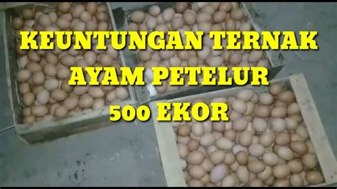 Harga ayam petelur yang sudah siap produksi dan bertelur telur ayam sudah menjadi salah satu kebutuhan pokok manusia. keuntungan ternak ayam petelur 500 ekor - YouTube