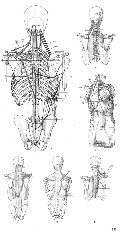 The back comprises the dorsal part of the neck and the torso (dorsal body cavity) from the occipital bone to the top of the tailbone. "Struttura Uomo" by Alberto Lolli* • Blog/Website | (http ...