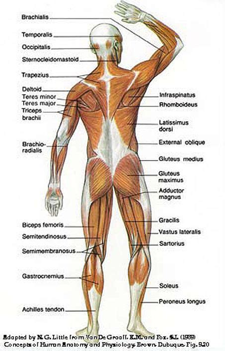 30 unlabeled muscle diagram worksheet. How to Build Strong Back Muscles | Muscular system anatomy ...