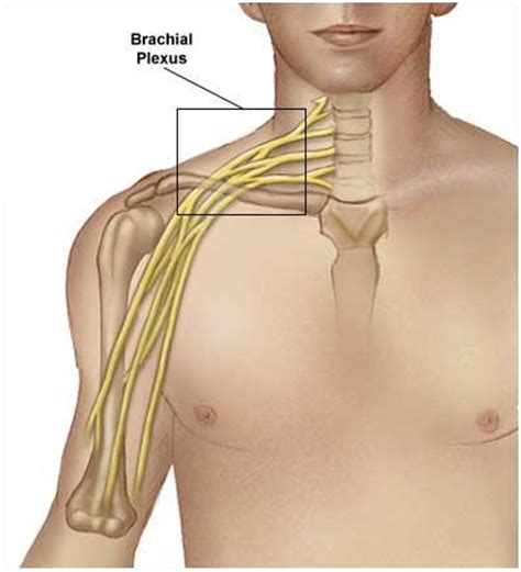 In the front, the neck extends from the bottom part of the mandible (lower jaw bone) to the bones of the upper chest and shoulders (including the sternum and collar bones). Cervical Nerve Stretch Syndrome | Singapore Sports & Orthopaedic Surgeon