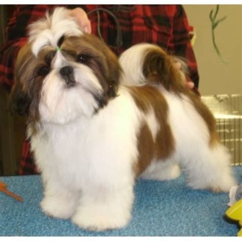 Find shih tzu puppies and breeders in your area and helpful shih tzu information. Blissfull: Shih Tzu Poodle Puppies For Sale In Wisconsin