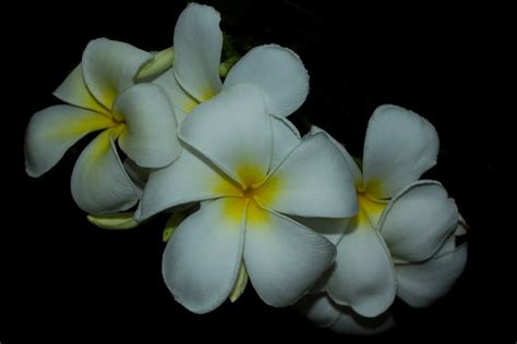 Plumeria flowers are most fragrant at night and are often used in the making of hawaiian leis. Plumeria Foto & Bild | australia, flower, flowers Bilder ...