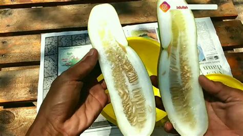 Tips tanam durian bawor terbaik dari pemilihan bibit durian bawor persiapan media tanam menanam perawatan dan pemupukan dan panen durian inilah tips menanam atau tanam durian bawor agar mendapatkan pohon durian yang sehat, cepat berbuah dan hasil panen buah durian yang melimpah. cara tanam timun dari biji - YouTube