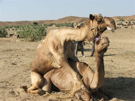 What did you do over the weekend? CAMEL SEX | Eduardo Brancalion | Flickr