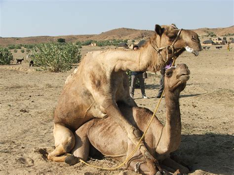 How the camel got his hump teacher's notes this page has been downloaded from 12 why do you think camel is always sitting? CAMEL SEX | Eduardo Brancalion | Flickr