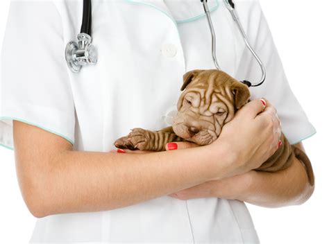 We have wellness plans at western hills pet hospital that include the preventive care that your pet needs to keep them happy and healthy. Las Vegas NV New Puppy Plan | Pet Health Animal Hospital
