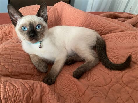 Maybe you would like to learn more about one of these? Siamese Cats For Sale | Factoryville, PA #344379 | Petzlover